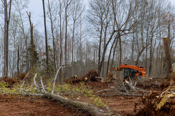 How Our Tree Care Process Works  in  South Dos Palos, CA